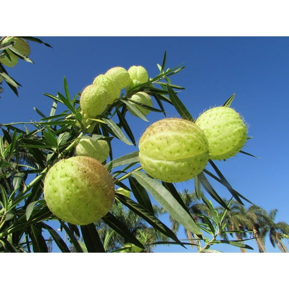 Flower Seeds -Balloon Plant- Milkweed -10 Heirloom Seeds -Annual -Perennial Wildflower - Butterflies- Asclepias Gomphocarpus physocarpus