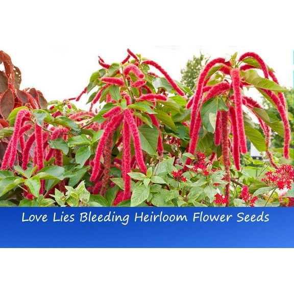 Flower Seeds -Love Lies Bleeding -Amaranth - 100 seeds -Annual - Amaranthus caudatus