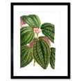 thumbnail image 1 of Flower Spotted Leaves Pink Green Artwork Framed Wall Art Print 9X7 Inch, 1 of 5