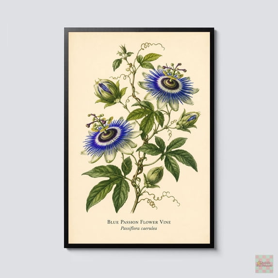 Pass Print Flower Vintage Passion Botanical Passiflora Caerulea Floral Cottagecore ...