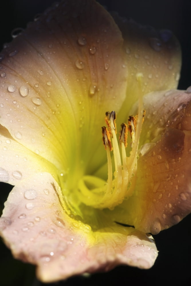 Flower With Dew Canvas Art - Richard Wear Design Pics (11 x 17)