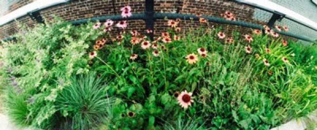 Flower bed High Line Chelsea Manhattan New York City New York State USA Canvas Art - Panoramic Images (30 x 13)