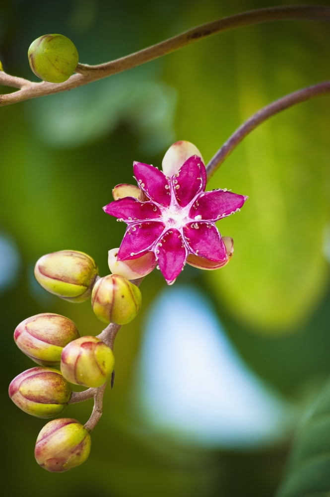 Flower blossoming with buds on a stem Seria District Brunei Canvas Art - David Kirkland Design Pics (12 x 19)