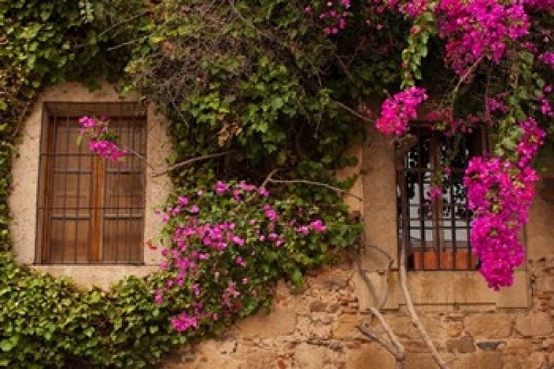 Flower-covered Buildings Old Town Ciudad Monumental Caceres Spain Canvas Art - Walter Bibikow DanitaDelimont (18 x 12)