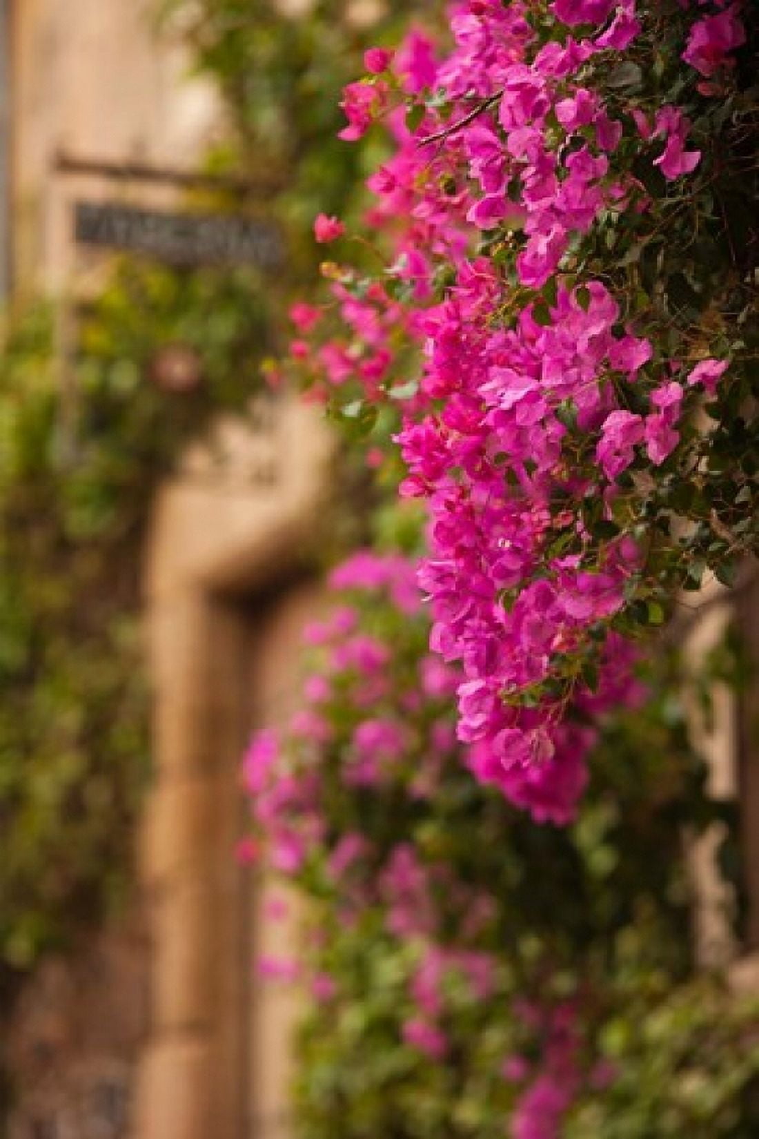 Flower-covered Buildings Old Town Ciudad Monumental Caceres Spain Canvas Art - Walter Bibikow DanitaDelimont (25 x 38)