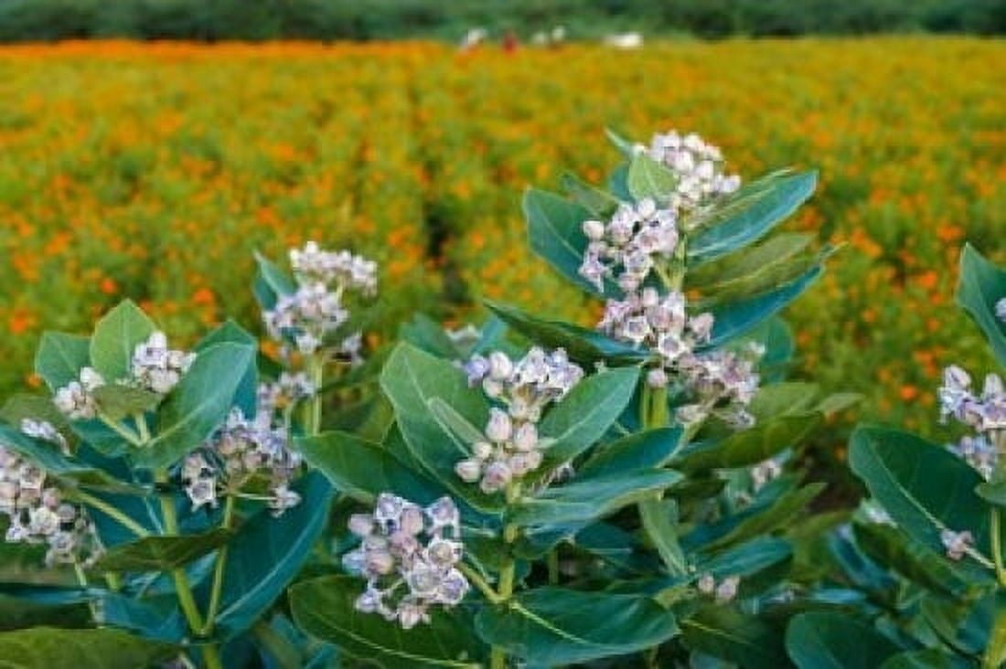 Flower field southern India Canvas Art - Ali Kabas  DanitaDelimont (17 x 11)
