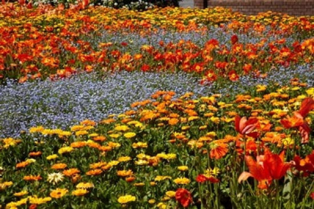 Flower garden Pollard Park Blenheim Marlborough South Island New Zealand (horizontal) Canvas Art - David Wall DanitaDelimont (29 x 19)