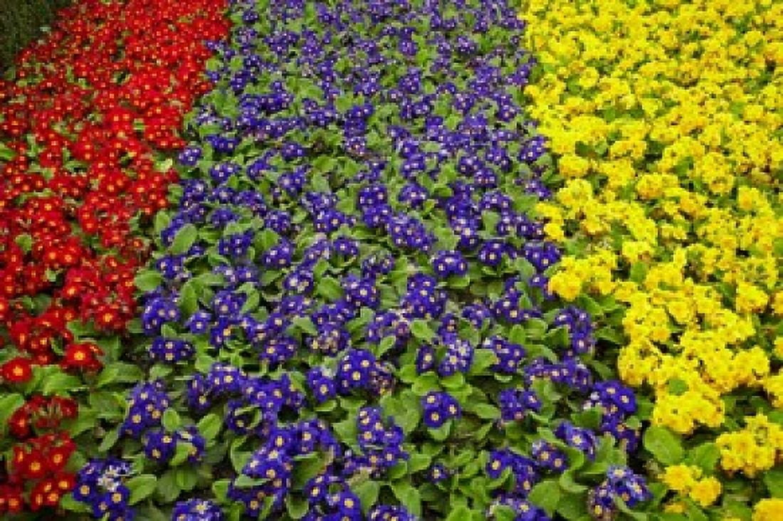 Flower garden at Dunedin Railway Station South Island New Zealand Canvas Art - David Wall DanitaDelimont (29 x 19)