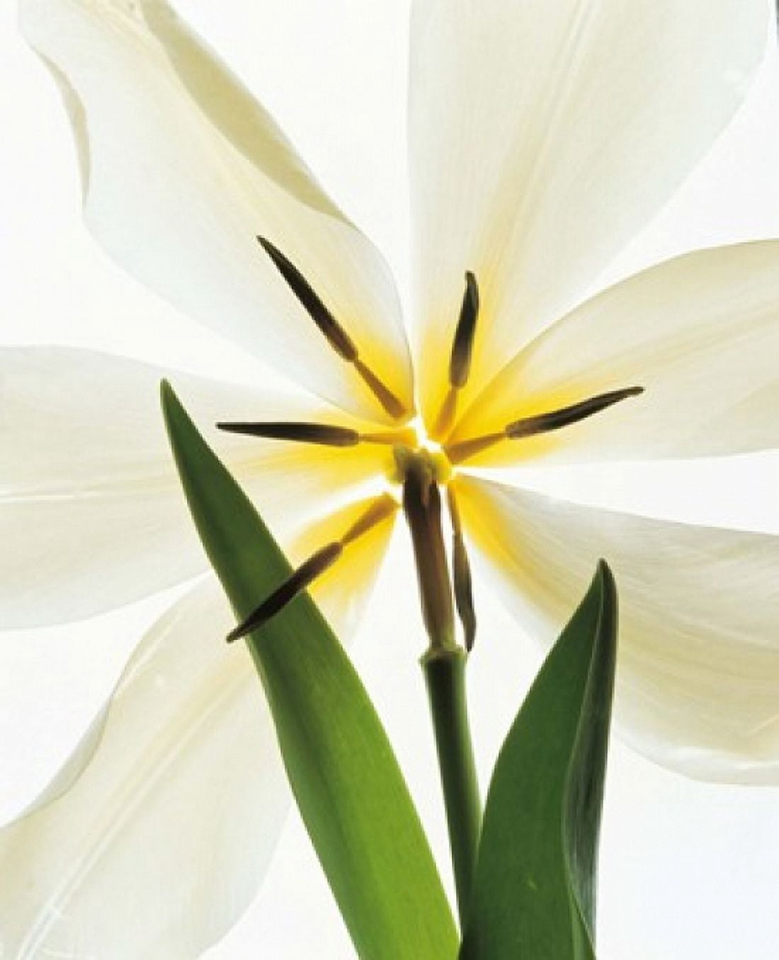 Flower head Lily Canvas Art - Panoramic Images (14 x 16)