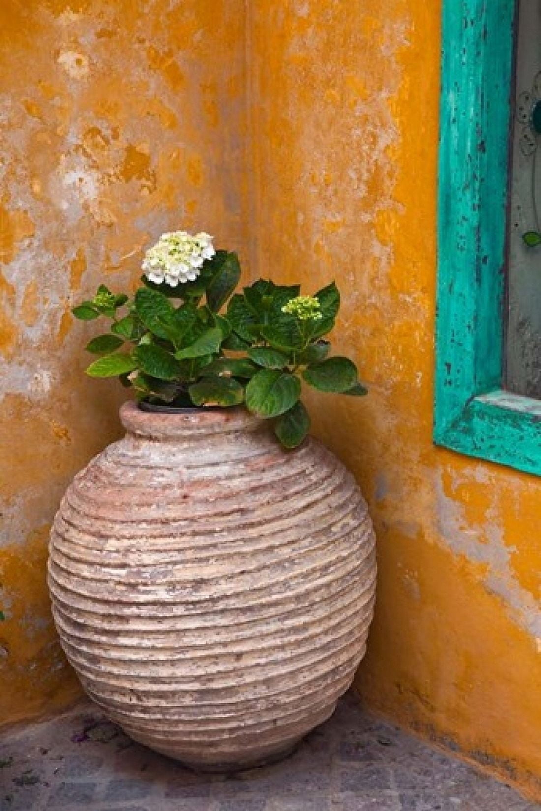 Flower in pot Crete Greece Canvas Art - Adam Jones DanitaDelimont (11 x 17)