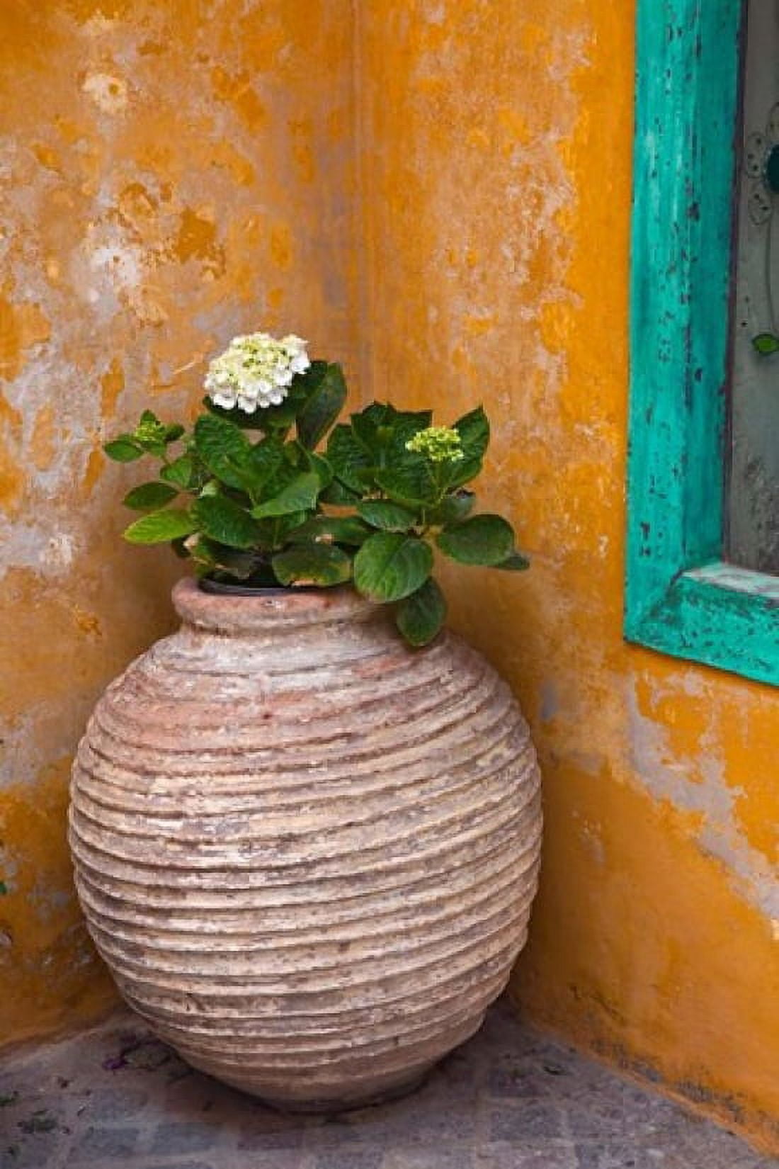 Flower in pot Crete Greece Canvas Art - Adam Jones DanitaDelimont (23 x 35)