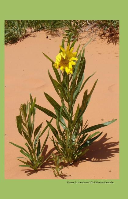 Flower in the dunes 2014 weekly calendar: Week by week calendar with a picture of a flower growing in the dunes on the cover (Paperback)