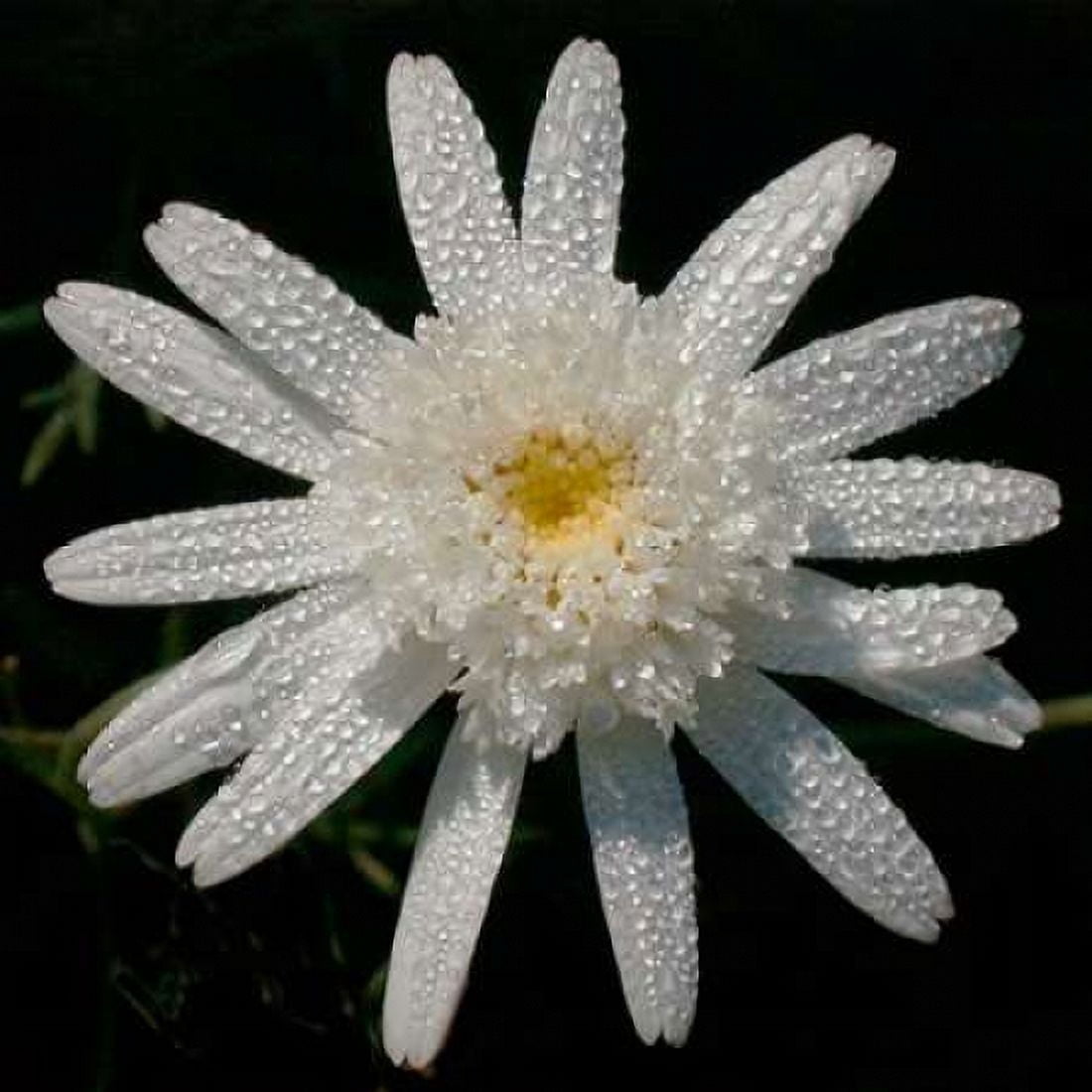 Flower on Black I Canvas Art - Jim Christensen (24 x 24)
