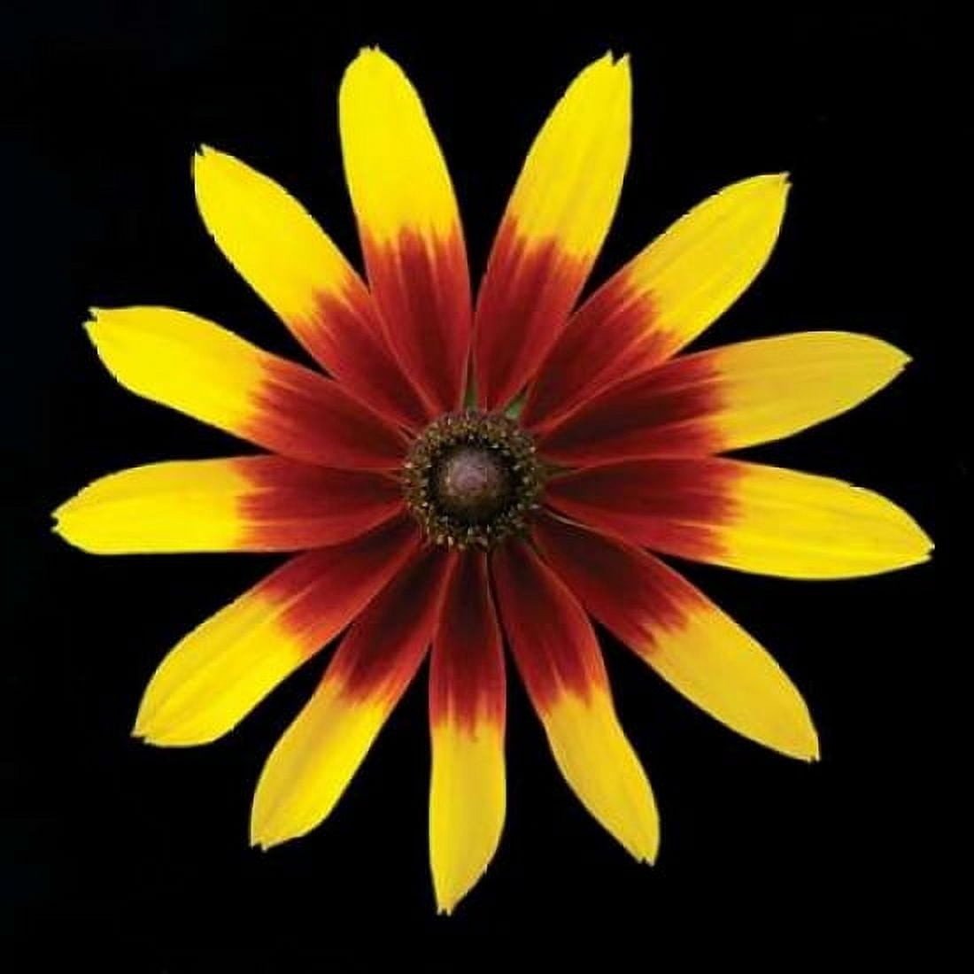 Flower on Black II Canvas Art - Jim Christensen (24 x 24)