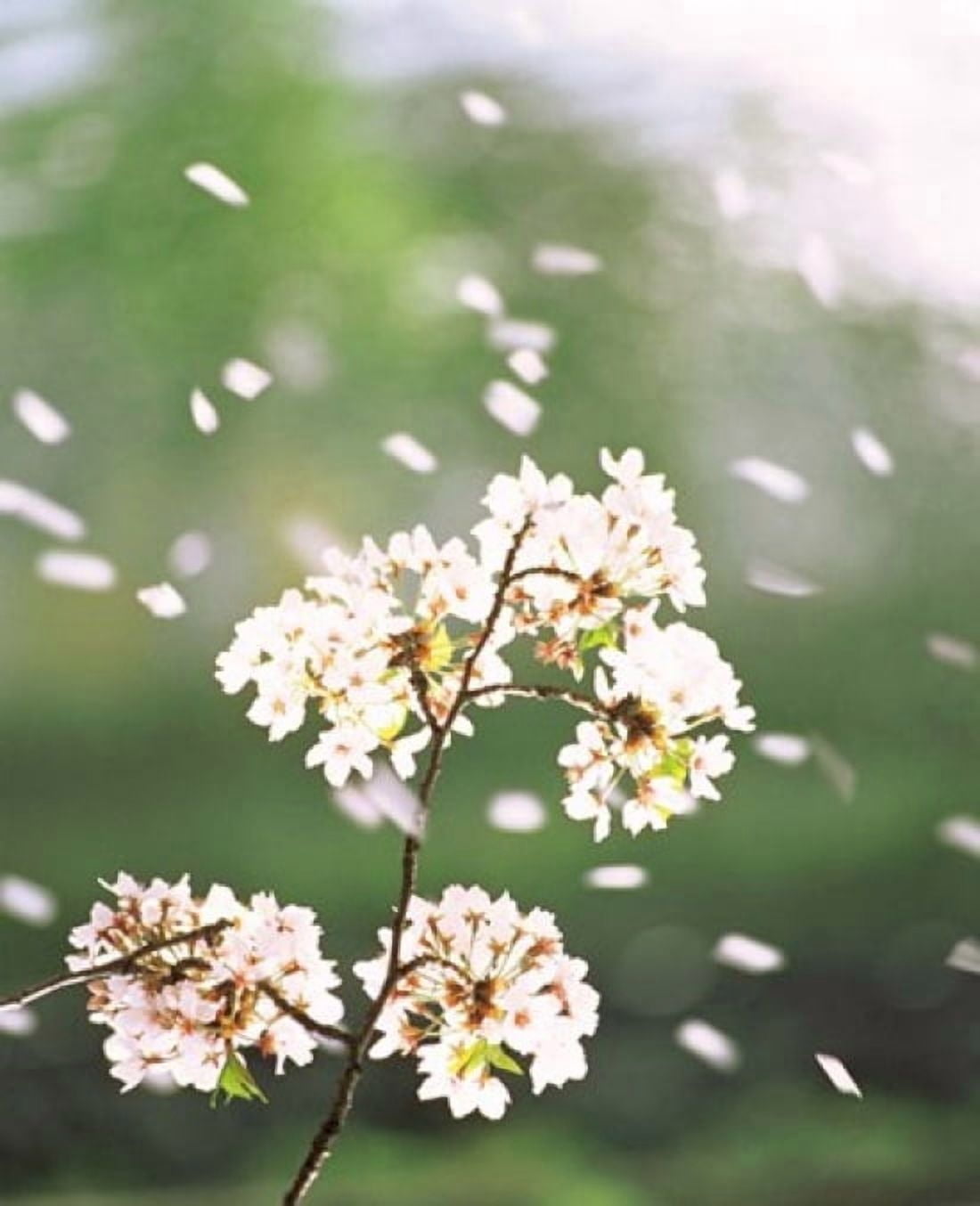 Flower petals floating in air Canvas Art - Panoramic Images (20 x 24)