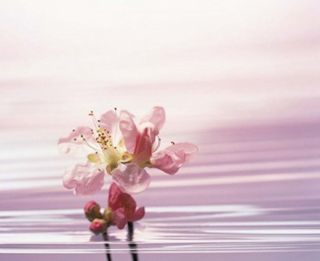 Flower with Water Background Canvas Art - Panoramic Images (16 x 14)