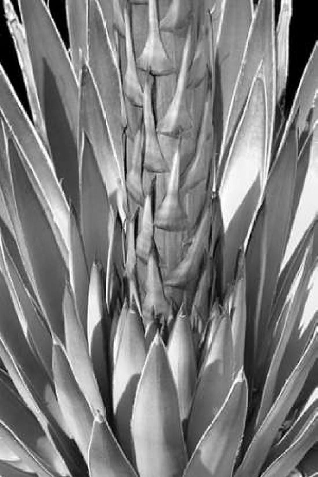 Flowering Agave BW Canvas Art - Douglas Taylor (24 x 36)