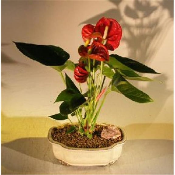 Flowering Anthurium Small Talk Bonsai Tree - Anthurium Andraeanum, Red