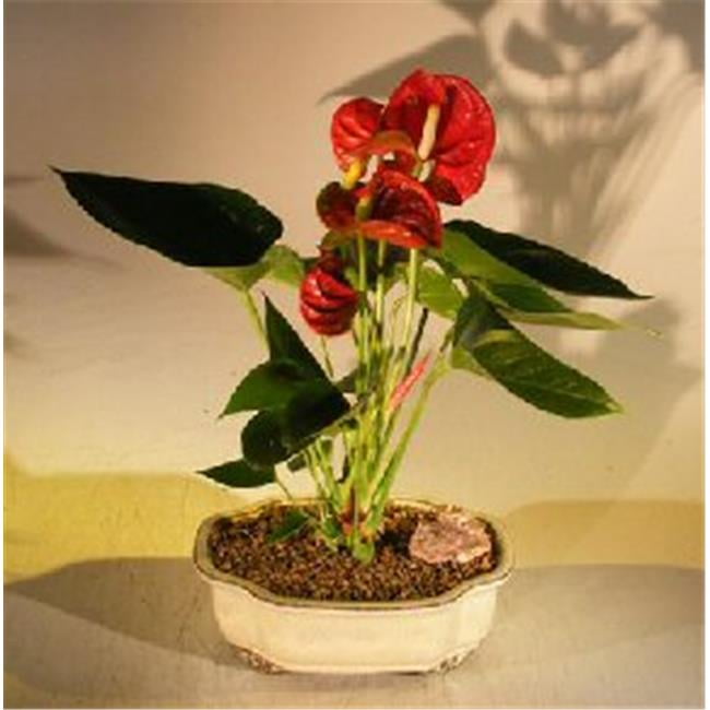 black elephant ear plants Black Lava Elephant Ear Plant - Small Rooted Starter - Colocasia esculenta main image 1