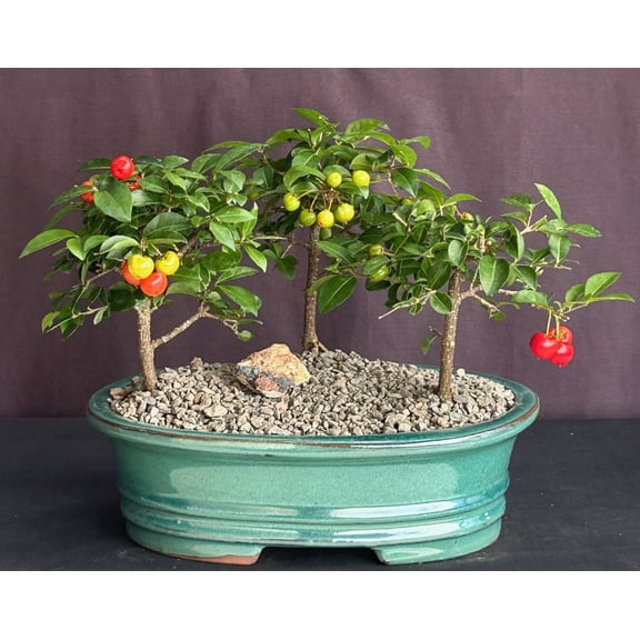Flowering Barbados Cherry Bonsai Tree Forest Group with Humidity Tray