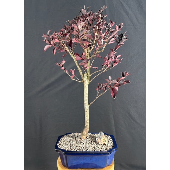 Flowering Black Diamond Crape Myrtle Bonsai Tree with Humidity Tray