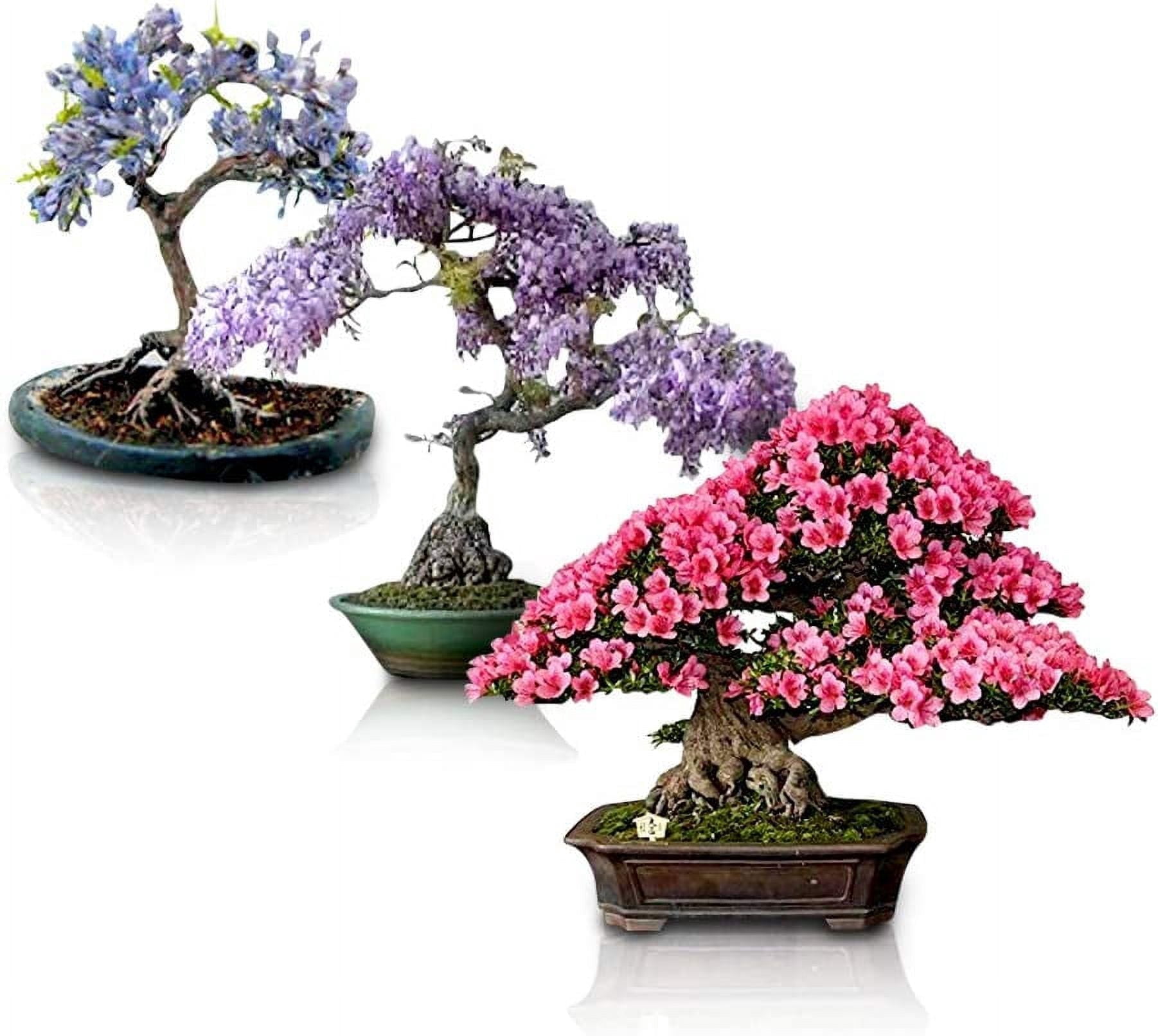 CZ Grain Flowering Bonsai Tree Seeds Bundle, 3 Types, Chinese Wisteria,  Judas Tree, Blue Jacaranda, 30 Seeds - Walmart.com