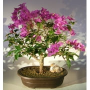 Flowering Bougainvillea Bonsai Tree - Large Pink Pixie