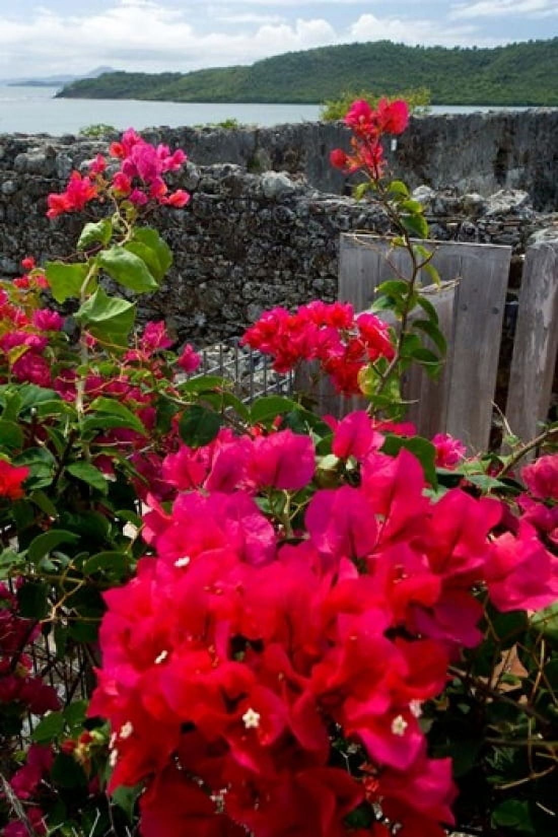 Flowering Bougainvillea & Ruins Chateau Dubuc Martinique French Antilles West Indies Canvas Art - Scott T Smith DanitaDelimont (24 x 36)