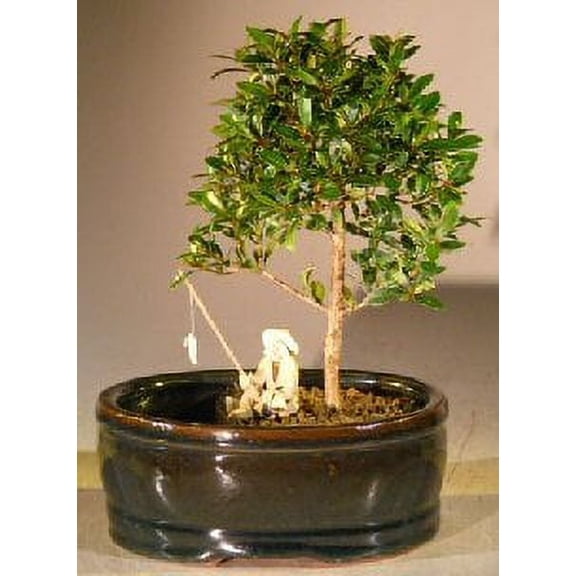 Flowering Brush Cherry Bonsai Tree Land/Water Pot - Small (eugenia myrtifolia)