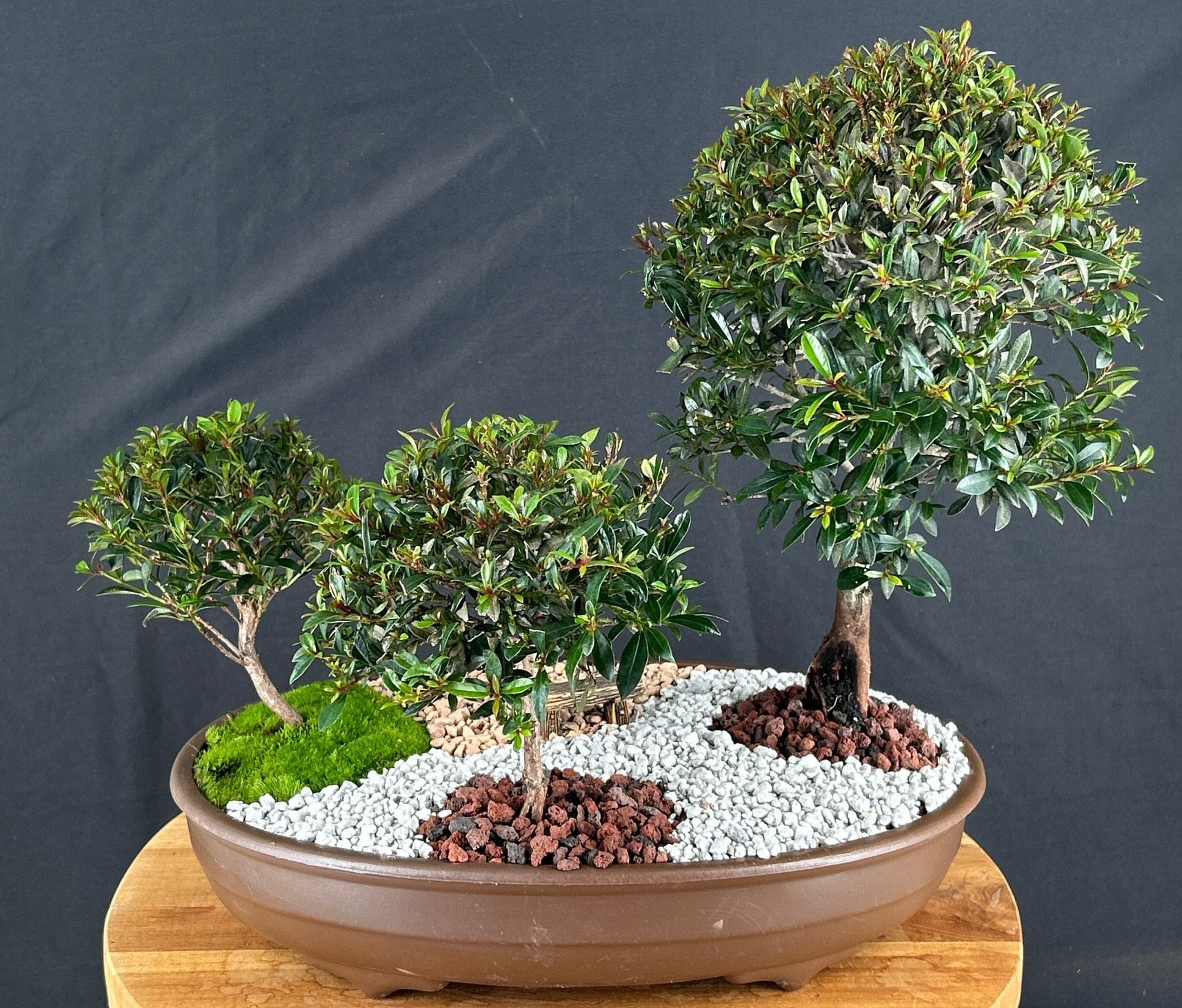 Flowering Brush Cherry Bonsai Tree Trio  Indoor Evergreen Pink & White  Blooms, 10" x 17" x 15" - Walmart.com