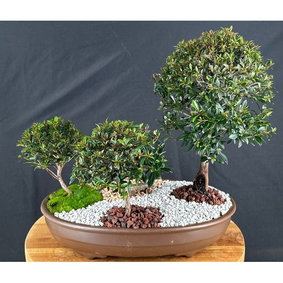 Flowering Brush Cherry Bonsai Tree Trio  Indoor Evergreen Pink & White Blooms, 10" x 17" x 15"