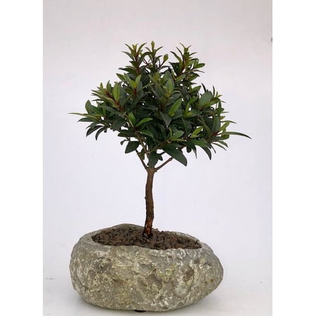 Flowering Brush Cherry Bonsai Tree in Faux Lava Rock, with Humidity Tray