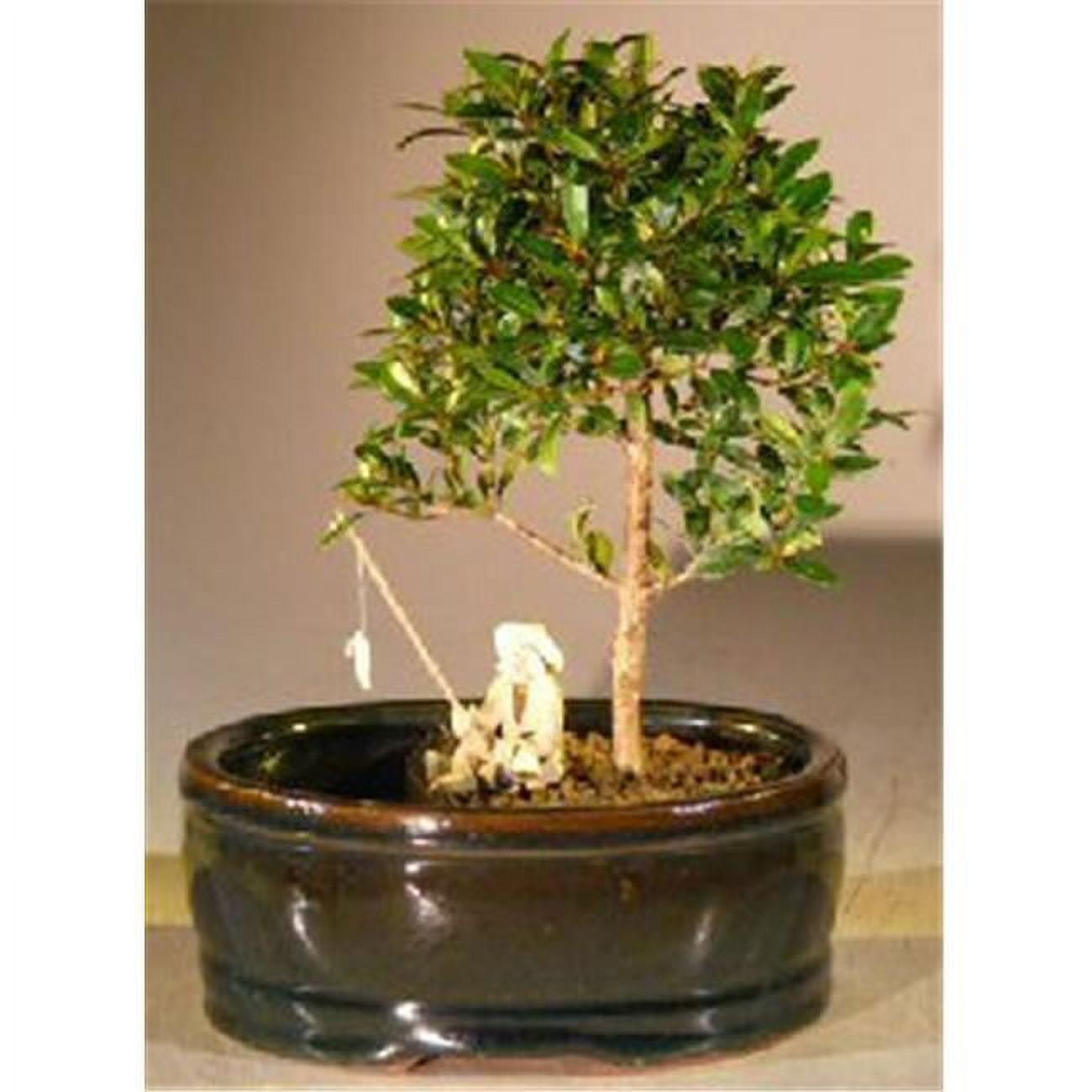 Flowering Brush Cherry Bonsai Tree with Land & Water Pot Eugenia Myrtifolia Small