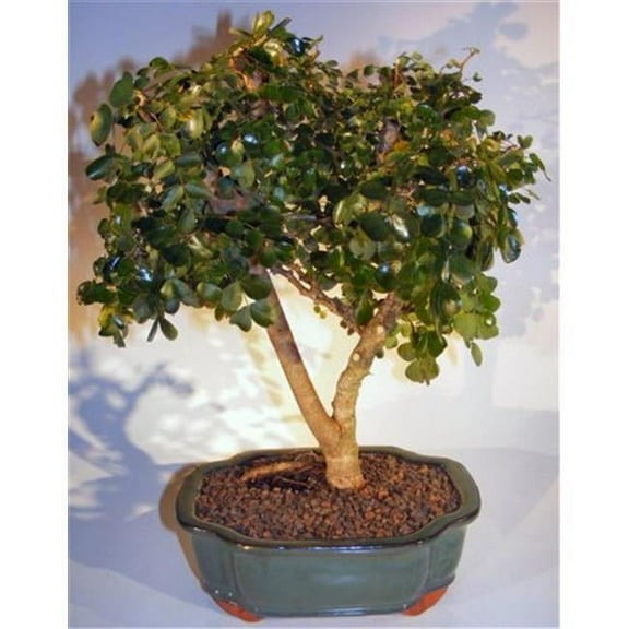 Flowering Campeche Bonsai Tree - Haematoxylum Campechianum - Large