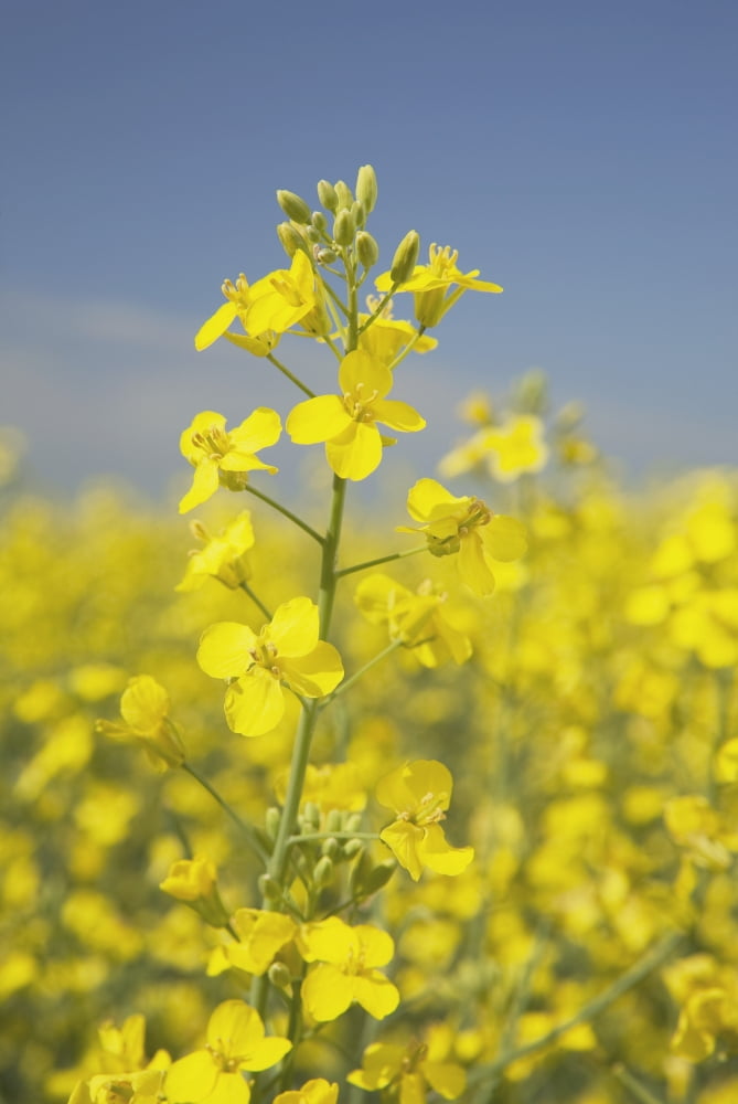 Flowering Canola Alberta Canada Canvas Art - Michael Interisano Design Pics (12 x 19)