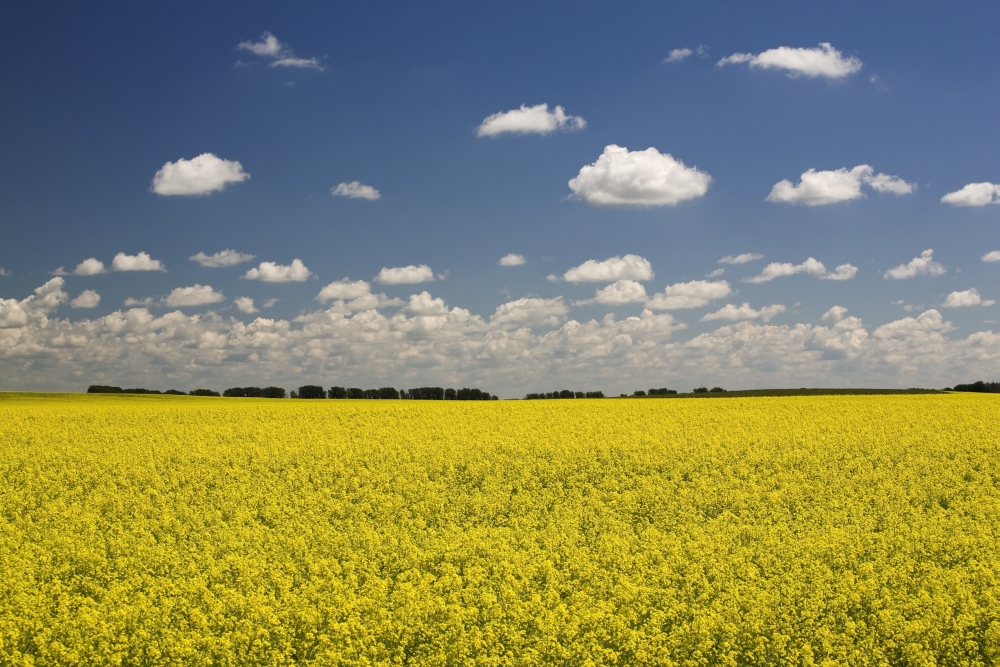 Flowering Canola Field With Clouds Overhead Alberta Canada Canvas Art - Michael Interisano Design Pics (20 x 13)