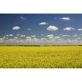 thumbnail image 1 of Flowering Canola Field With Clouds Overhead; Alberta  Canada Poster Print, 1 of 2