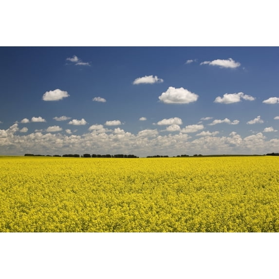Flowering Canola Field With Clouds Overhead; Alberta Canada Poster Print