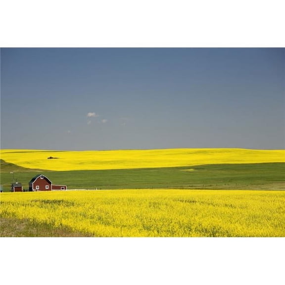 Flowering Canola Fields & A Red Barn - Alberta - Canada Poster Print - 40 x 26 - Large