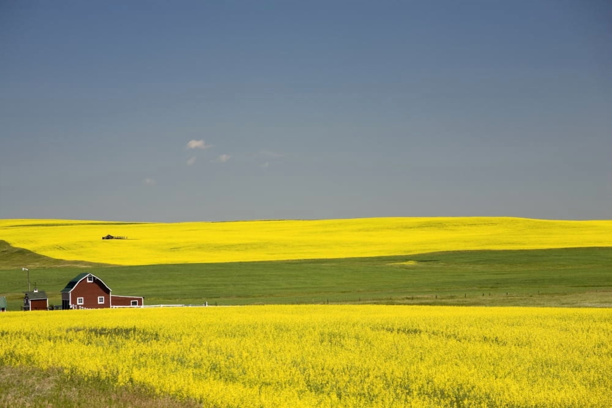 Flowering Canola Fields And A Red Barn Alberta Canada Canvas Art - Michael Interisano Design Pics (40 x 26)