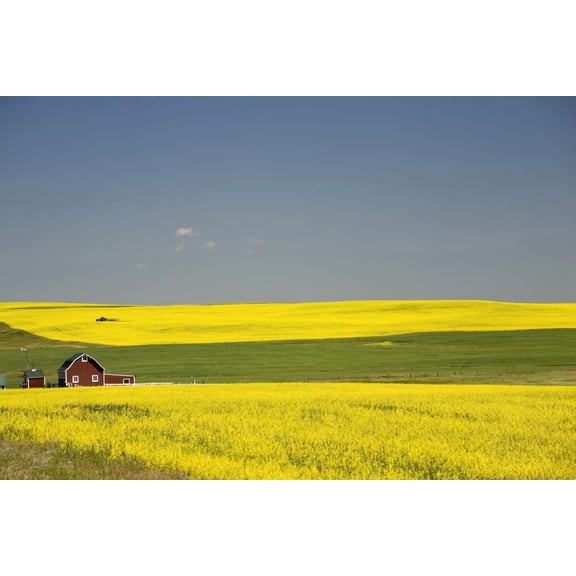 Flowering Canola Fields And A Red Barn Alberta Canada Canvas Art - Michael Interisano Design Pics (40 x 26)