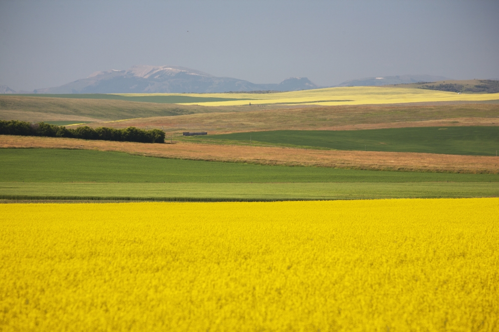 Flowering Canola Fields Mixed With Fields Of Green Wheat Rolling Hills And Mountains In The Distance Alberta Canada Canvas Art - Michael Interisano Design Pics (19 x 12)