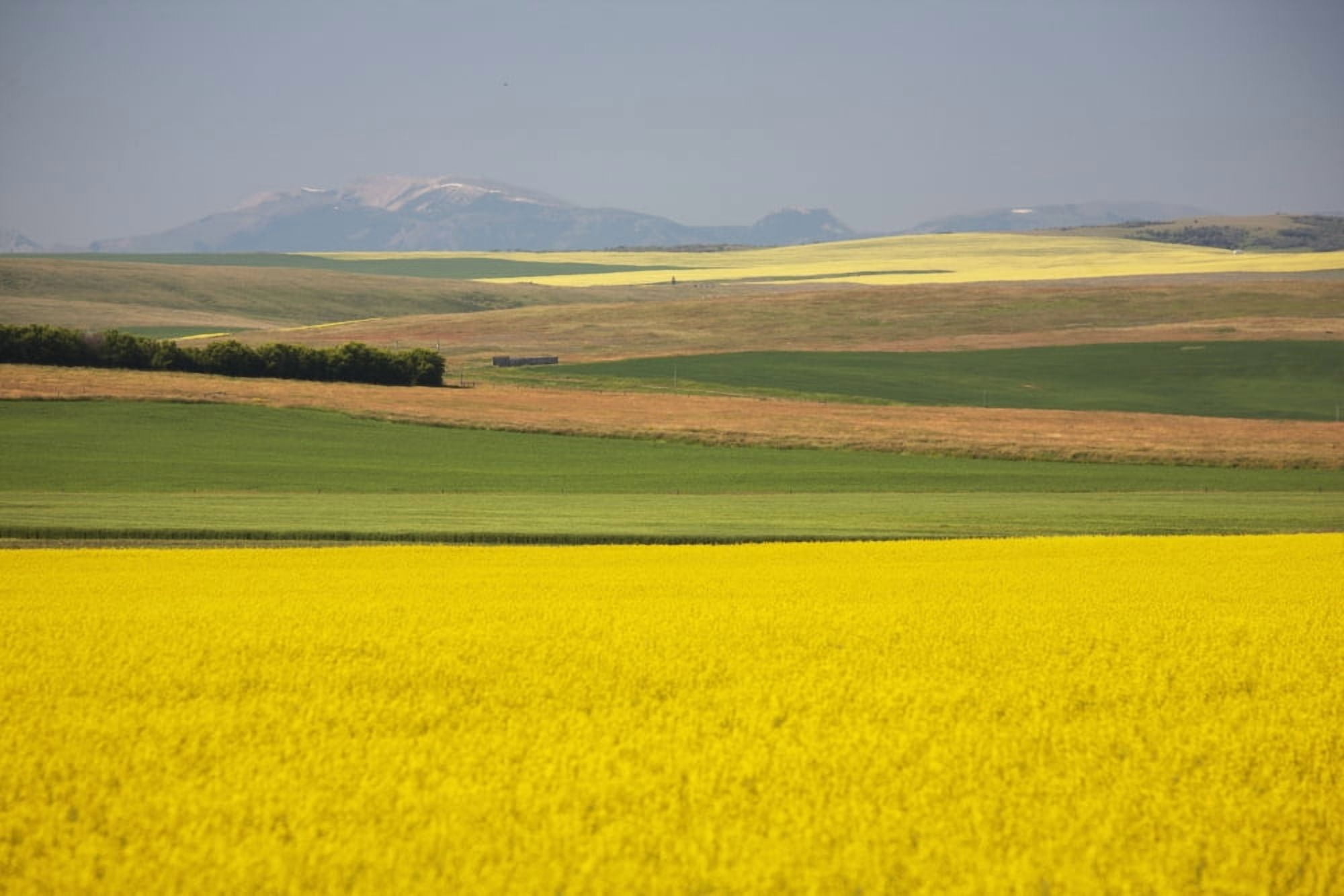 Flowering Canola Fields Mixed With Fields Of Green Wheat Rolling Hills And Mountains In The Distance Alberta Canada Canvas Art - Michael Interisano Design Pics (38 x 24)