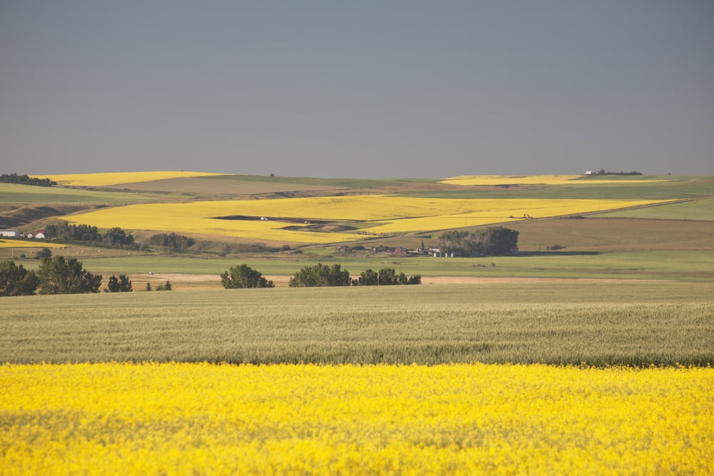 Flowering Canola Fields Mixed With Green Wheat Fields And Rolling Hills In The Background With Blue Sky Mosleigh Alberta Canada Canvas Art - Michael Interisano Design Pics (38 x 24)