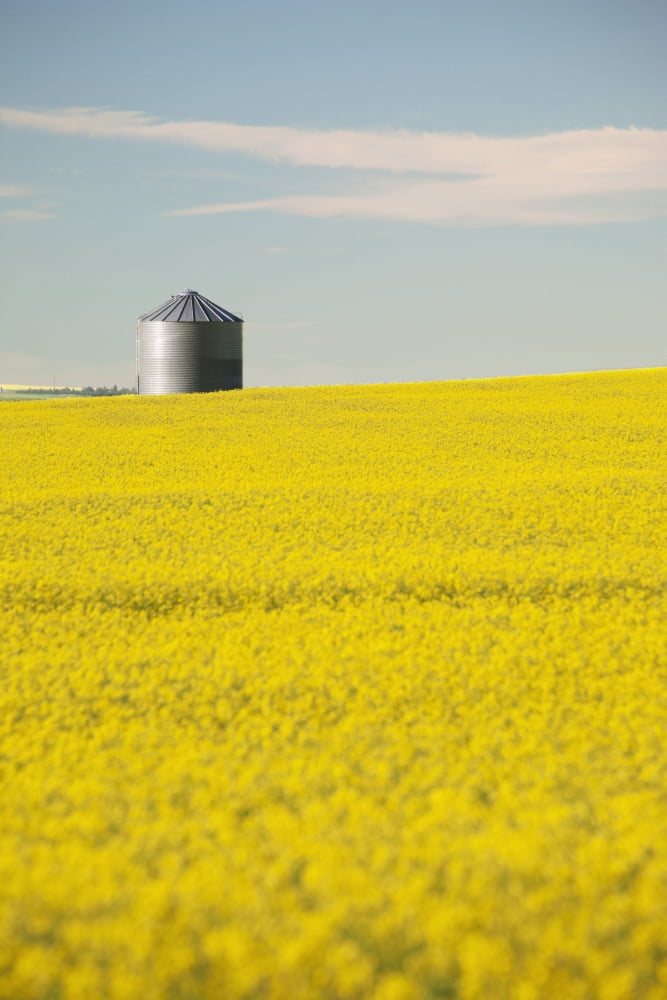Flowering Canola With Grain Bins In The Background With Blue Sky And Clouds Alberta Canada Canvas Art - Michael Interisano Design Pics (24 x 38)