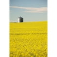thumbnail image 1 of Flowering Canola With Grain Bins In The Background With Blue Sky And Clouds; Alberta Canada Poster Print, 1 of 3