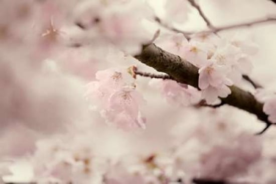 Flowering Cherry I Canvas Art - Roberta Murray (12 x 18)