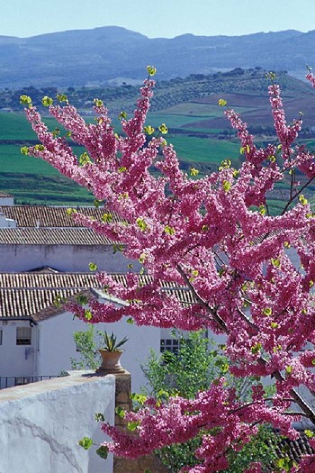 Flowering Cherry Tree and Whitewashed Buildings Ronda Spain Canvas Art - John & Lisa Merrill DanitaDelimont (24 x 36)