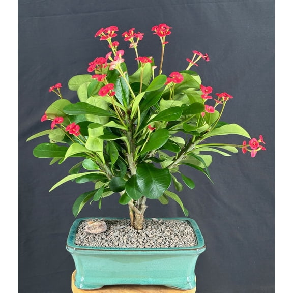 Flowering Crown of Thorns Bonsai Tree - Red / Salmon (euphorbia milii)