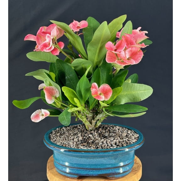 Flowering Crown of Thorns Bonsai Tree, with Humidity Tray